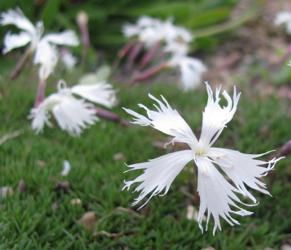 Dianthus 'Berlin Snow' 